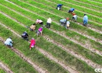 5月21日是二十四节气中的“小满”，各地农户抢抓农时，加紧进行农作物栽种、管护等农事活动，田间地头一派繁忙景象。