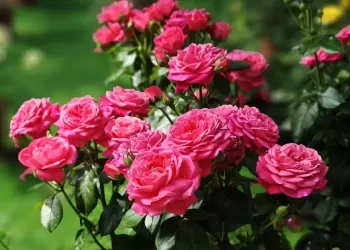 2026年5月24日，北京国家植物园（北园）月季园迎来盛花期。