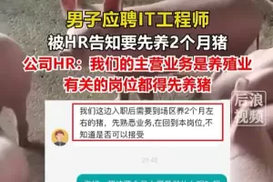 男子应聘程序员岗位，被要求先养两个月猪？HR回应