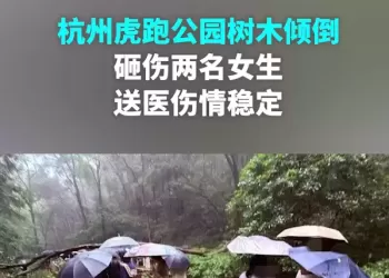 杭州虎跑公园树木倾倒砸伤两名女生，已送医伤情稳定。