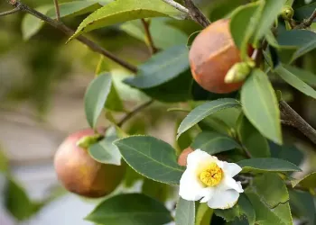 荣县油茶迎来采摘季 花果同枝映山野