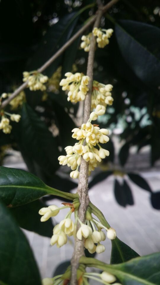 桂花.jpg