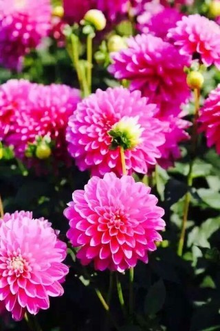 124408wgm4grbg79fg2jsa.jpg.thumb.jpg