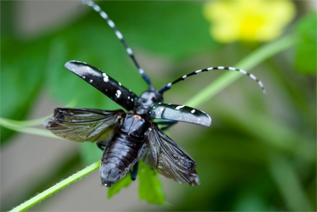 113156v8isceaoc65seti1.jpg.thumb.jpg