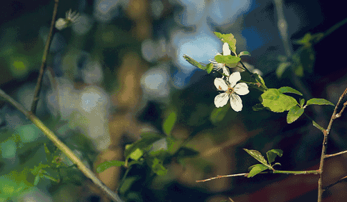 7b860ec374ce02fdc18abb3e97d376a9.gif