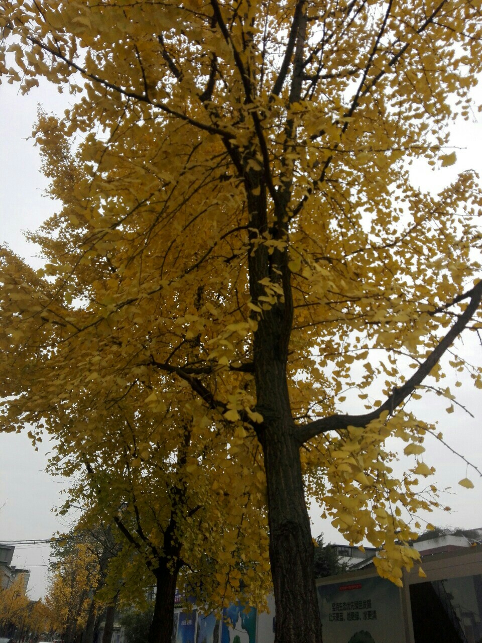 2017121614335230717311_960_1280.jpg