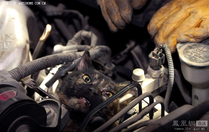 猫进车1.jpg