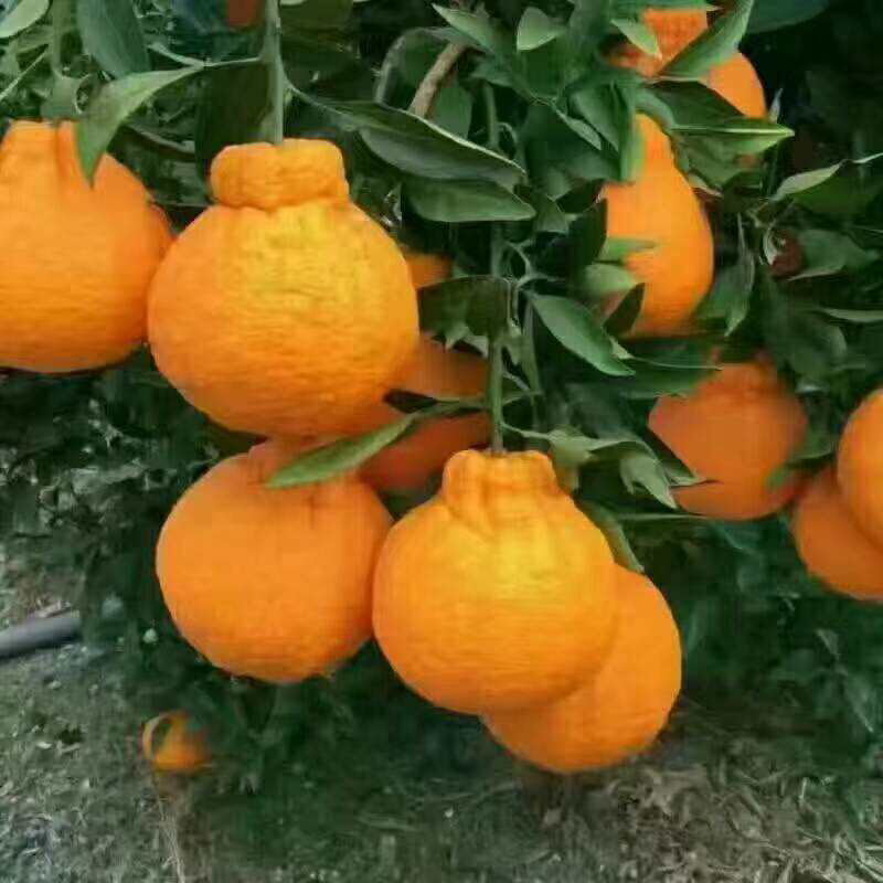 2018022214115934514945_800_800.jpg