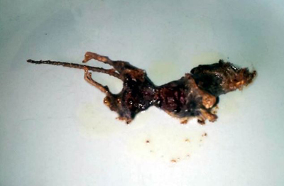 死老鼠8.jpg