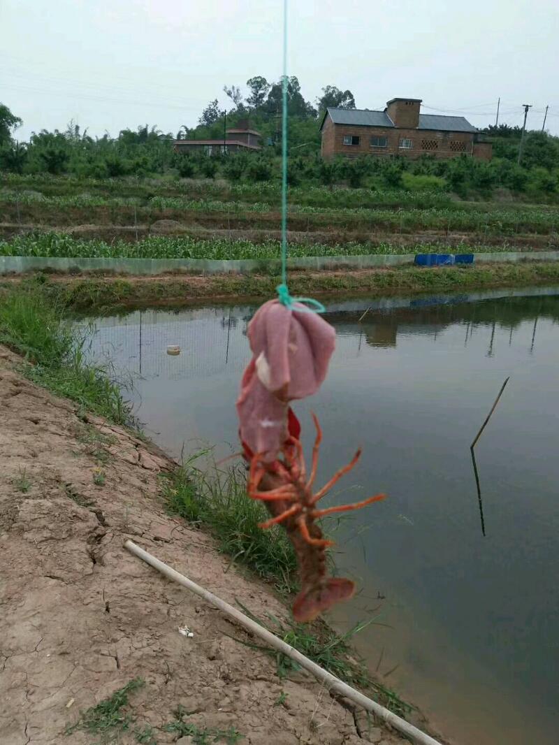 mmexport1528779588545.jpeg