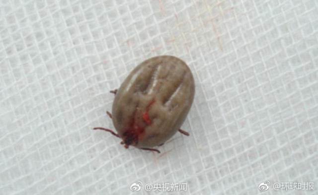 160815ian0pb0cvpitmpv5.jpg.thumb.jpg