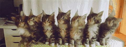 bbce4dbeda9a33029f87ba590e335712.gif
