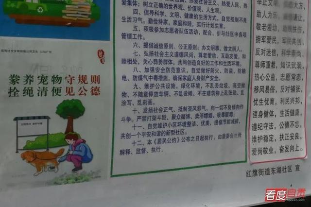 8个月过去 自贡遛狗群怎样了？-4.jpg