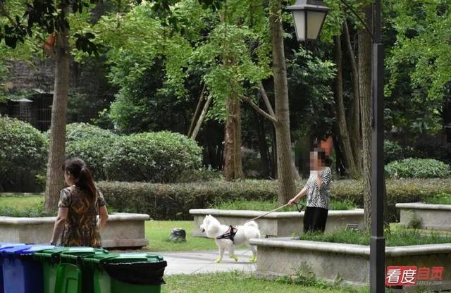 8个月过去 自贡遛狗群怎样了？-7.jpg
