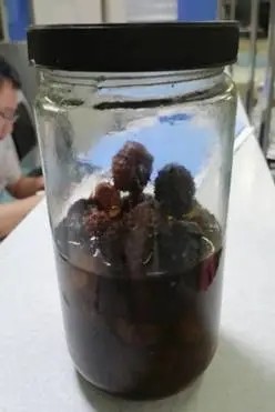 误服药酒 自贡男子中了“情花”毒-2.jpg