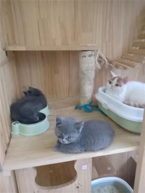 【出售】蓝猫2公1母、加菲猫、蓝白-1.jpg