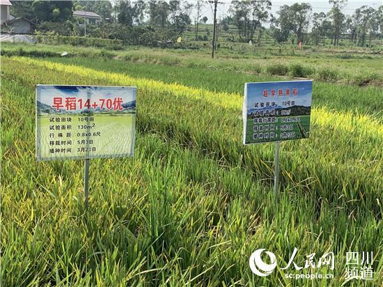 “北稻南移” 东北水稻在自贡荣县这个村长势良好！-1.jpg