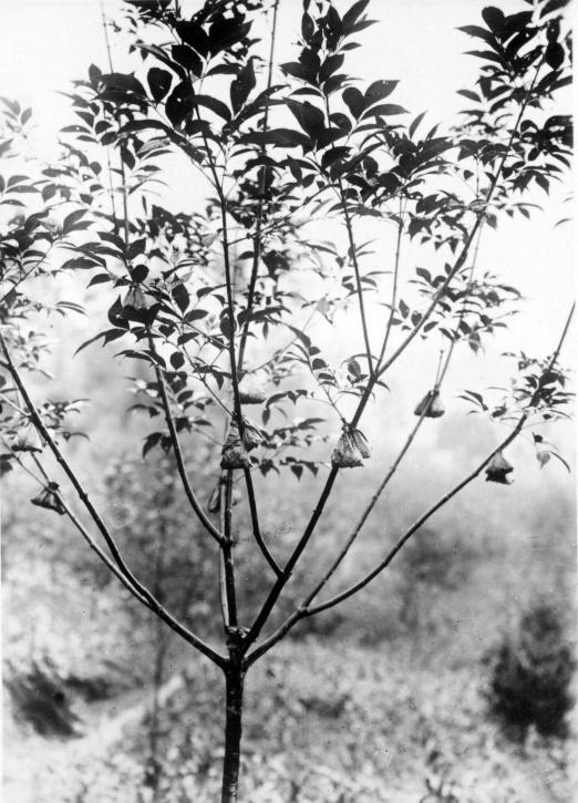 1929年的四川，成都、乐山与自贡等地影像-6.jpg