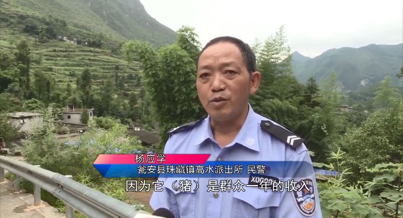 民警为救猪跳进化粪池：“这头猪是群众一年的收入”-5.jpg