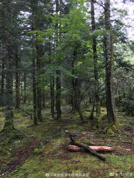 雨后清新的早晨，在茂密的森林徜徉；秋雨嘀嗒，激起一圈又一圈小涟漪-1.jpg