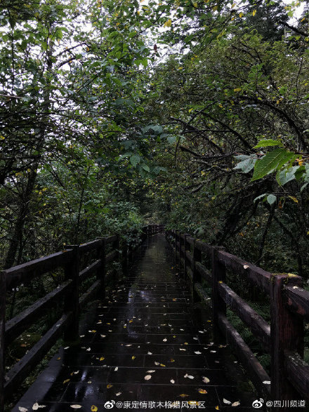 雨后清新的早晨，在茂密的森林徜徉；秋雨嘀嗒，激起一圈又一圈小涟漪-5.jpg