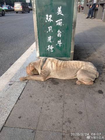 狗狗的主人在哪里？真担心被收走-1.jpg