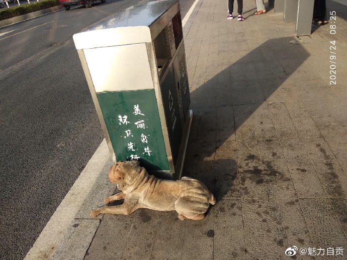 狗狗的主人在哪里？真担心被收走-1.jpg