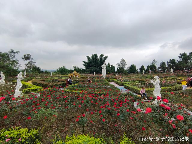 自贡玫瑰花海，一处家人出游的好地方-1.jpg