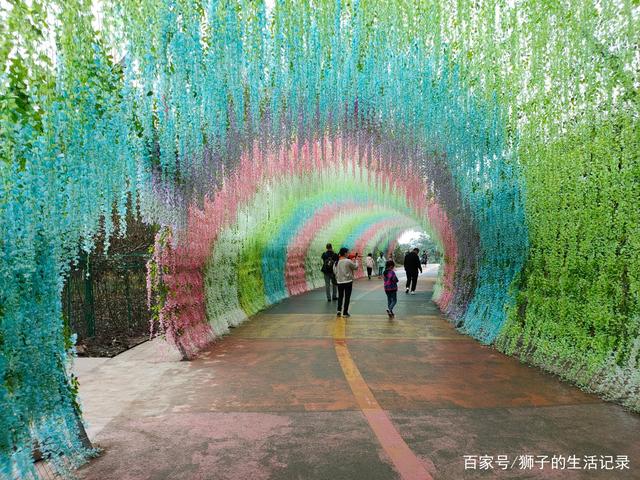自贡玫瑰花海，一处家人出游的好地方-15.jpg