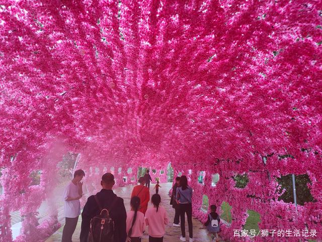 自贡玫瑰花海，一处家人出游的好地方-16.jpg