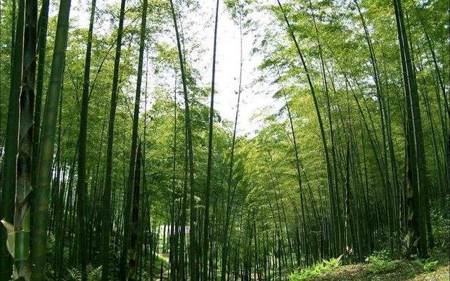 蜀南竹海：外地人旅游三、四天-3.jpg