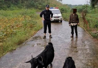 富顺一男子报警称6只羊子失踪 警察2个多小时全部找回-3.jpg