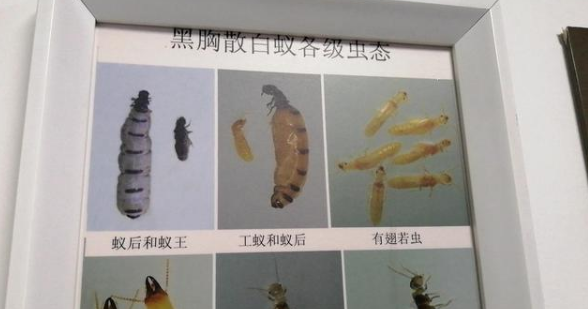“白蚁危害”调查报告：四川174个古镇有112个正遭侵袭-3.jpg