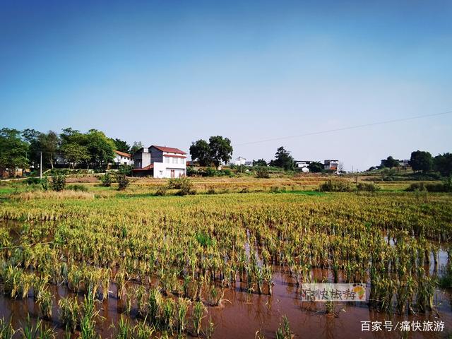行走自贡：富顺代寺秋收的田野风光-6.jpg
