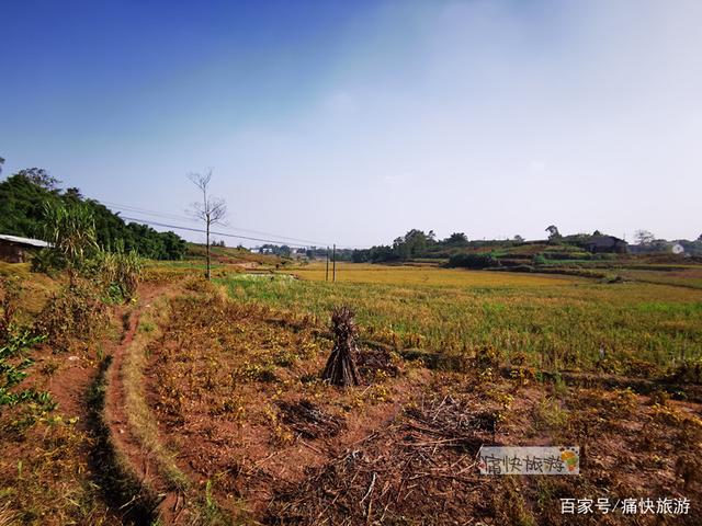 行走自贡：富顺代寺秋收的田野风光-10.jpg