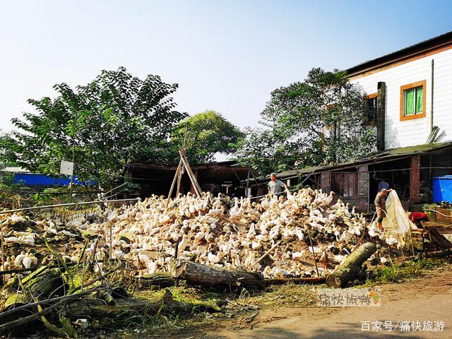 行走自贡：富顺代寺秋收的田野风光-11.jpg