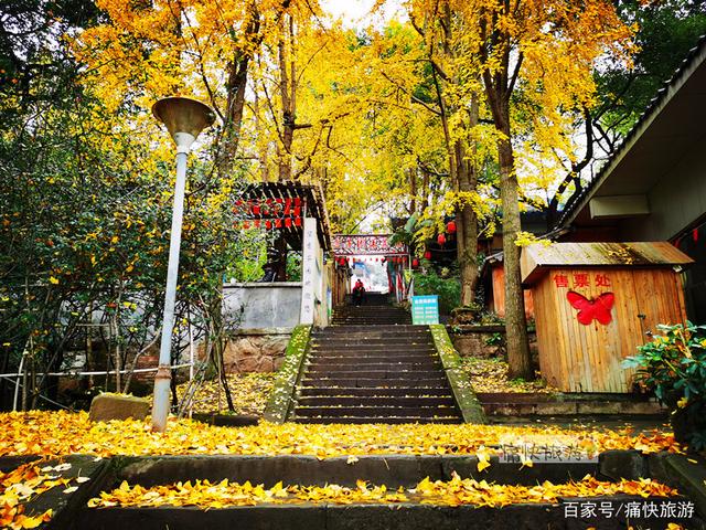 自贡彩灯公园的“银杏步道”迎来最高颜值！-1.jpg