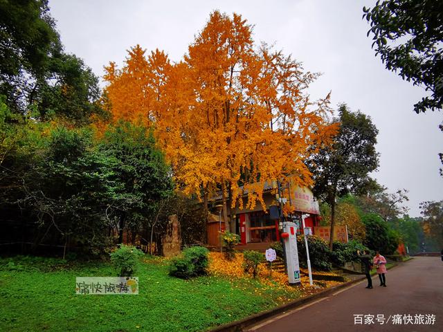 自贡彩灯公园的“银杏步道”迎来最高颜值！-2.jpg
