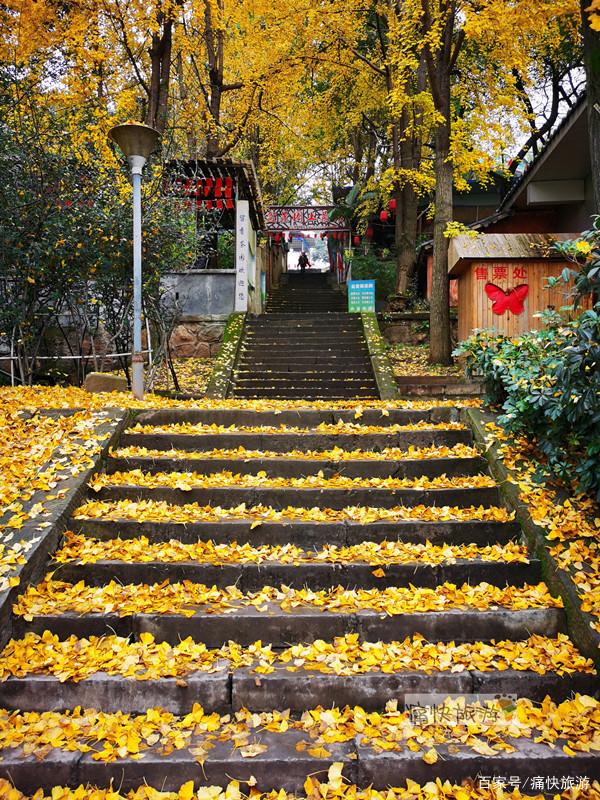 自贡彩灯公园的“银杏步道”迎来最高颜值！-4.jpg