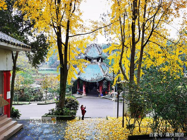 自贡彩灯公园的“银杏步道”迎来最高颜值！-5.jpg