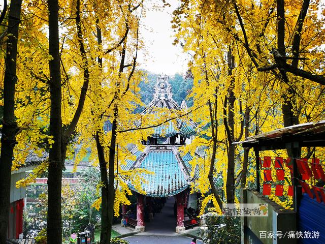 自贡彩灯公园的“银杏步道”迎来最高颜值！-10.jpg