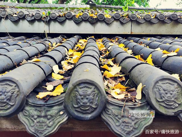 自贡彩灯公园的“银杏步道”迎来最高颜值！-11.jpg