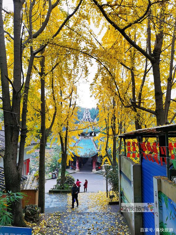 自贡彩灯公园的“银杏步道”迎来最高颜值！-13.jpg