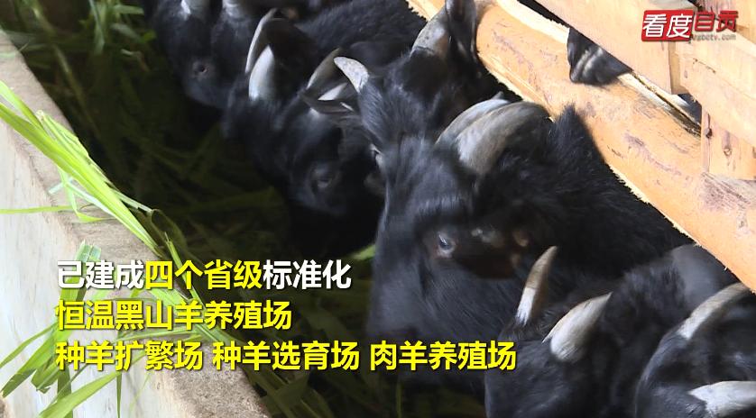 自贡黑山羊“陪你”过冬-5.jpg