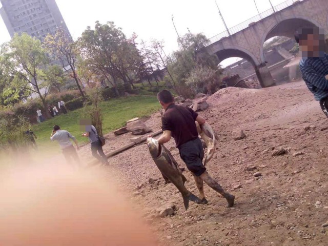 自贡恒大绿洲下面龙湖大桥一堆人违令打鱼！龙湖大桥污染严重！-4.jpg