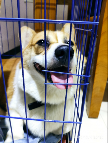 太可恶了！富顺又一家人的爱犬被狗贩偷走！-4.jpg