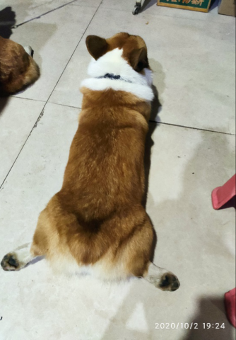 太可恶了！富顺又一家人的爱犬被狗贩偷走！-8.jpg
