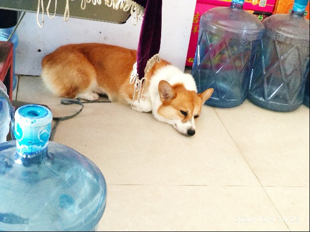 太可恶了！富顺又一家人的爱犬被狗贩偷走！-5.jpg