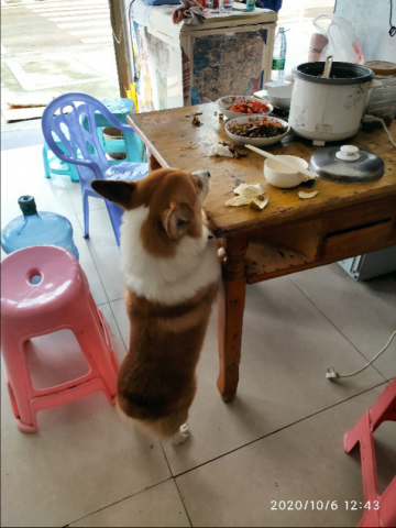 太可恶了！富顺又一家人的爱犬被狗贩偷走！-7.jpg