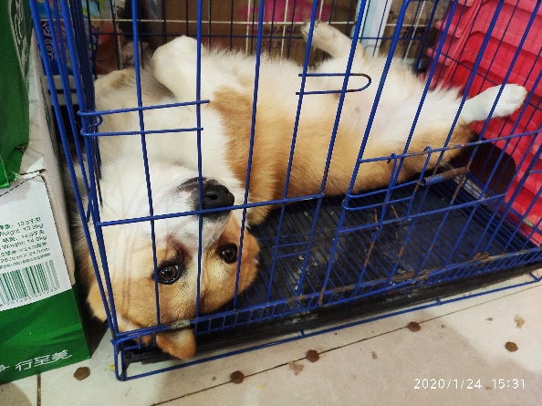 太可恶了！富顺又一家人的爱犬被狗贩偷走！-6.jpg